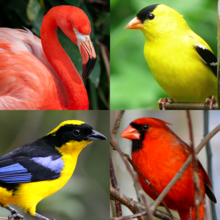 Птицы мира - Викторина о птицах со всего света